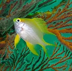 Juvenile