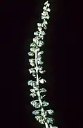 Inflorescence