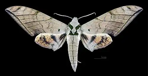 Male, dorsal view