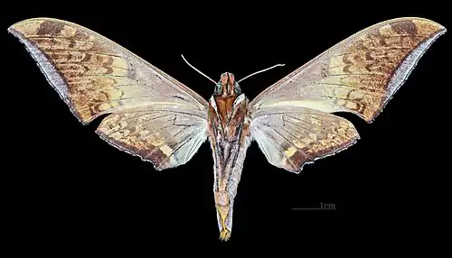 Female ventral view