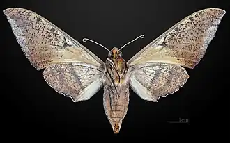 Female underside