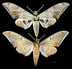Ambulyx tattina