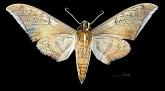 Male, ventral view