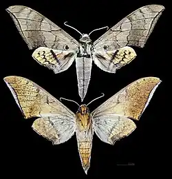 Ambulyx wildei