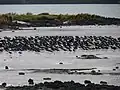 South Island oystercatchers at Ambury Regional Park.