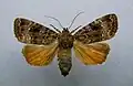Svensson's copper underwing Amphipyra berbera Amphipyrinae