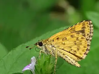 Female