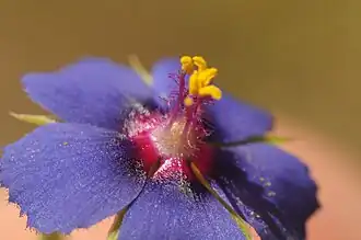 Purple form