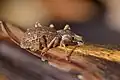 Anagotus fairburni