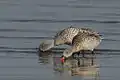 Lake Nakuru, Kenya