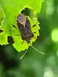 Anasa albicans, Argentina