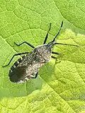 Anasa tristis, Illinois