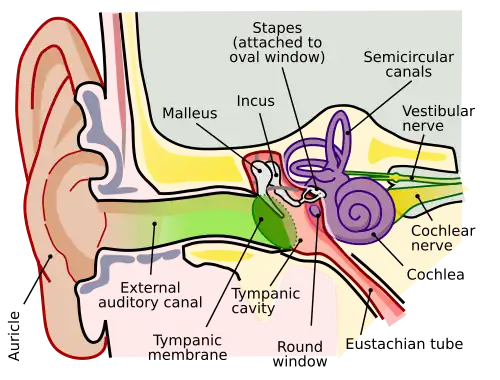 Human ear anatomy. &nbsp;&nbsp;Brown is outer ear. &nbsp;&nbsp;Red is middle ear. &nbsp;&nbsp;Purple is inner ear.