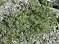 Anenome drummondii foliage after flowering