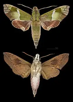 Angonyx testacea