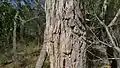 Bark