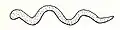 Copper serpent