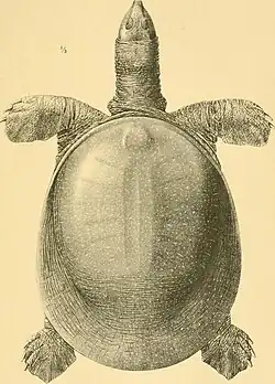 Adult