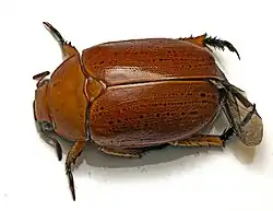 Dorsal view