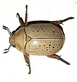 Dorsal view