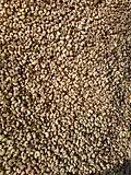 Another photo of Close-up for Vengurla Cashews spread out for drying