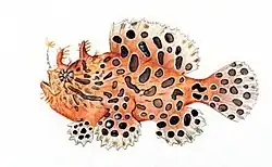 Striated frogfish