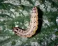 Larva, closeup