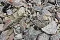 Alpine scree form with rolled leaves and few flowers