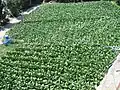 Tobacco field