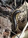 Apheloria tigana, Indiana