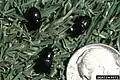 Aphodius omissus