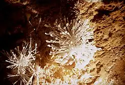 Aragonite crystals, 1973