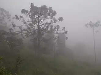 Araucária