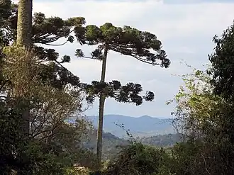 Araucária