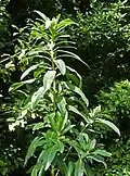 Foliage