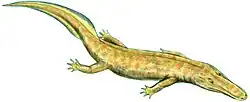 Archeria crassidisca
