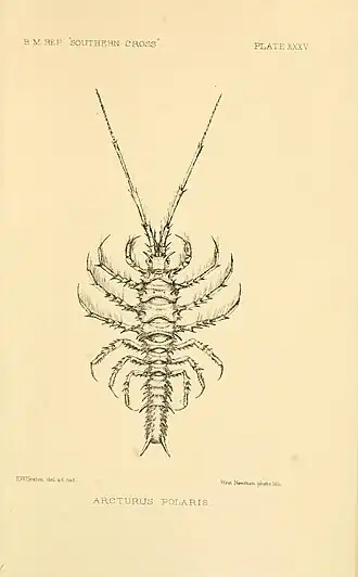 Arcturus polaris by Elsie Wilkins Sexton published in the British Museum's report on the collections of natural history made in the Antarctic regions during the voyage of the Southern Cross.