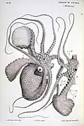 Mature female A. nodosa