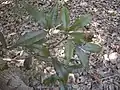 Foliage