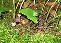 Leaf and spathe