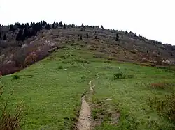 Flower Gap