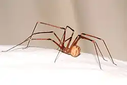Artema nephilit