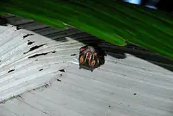 Brown bat