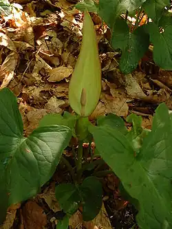 A. orientale