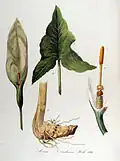 A. italicum