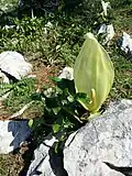 A. italicum
