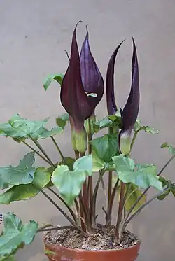 A. purpureospathum