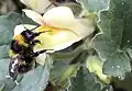 Pollen-covered garden bumblebee, newly emerged from flower
