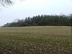 Ashridge Wood