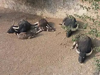 Wild Water Buffalo